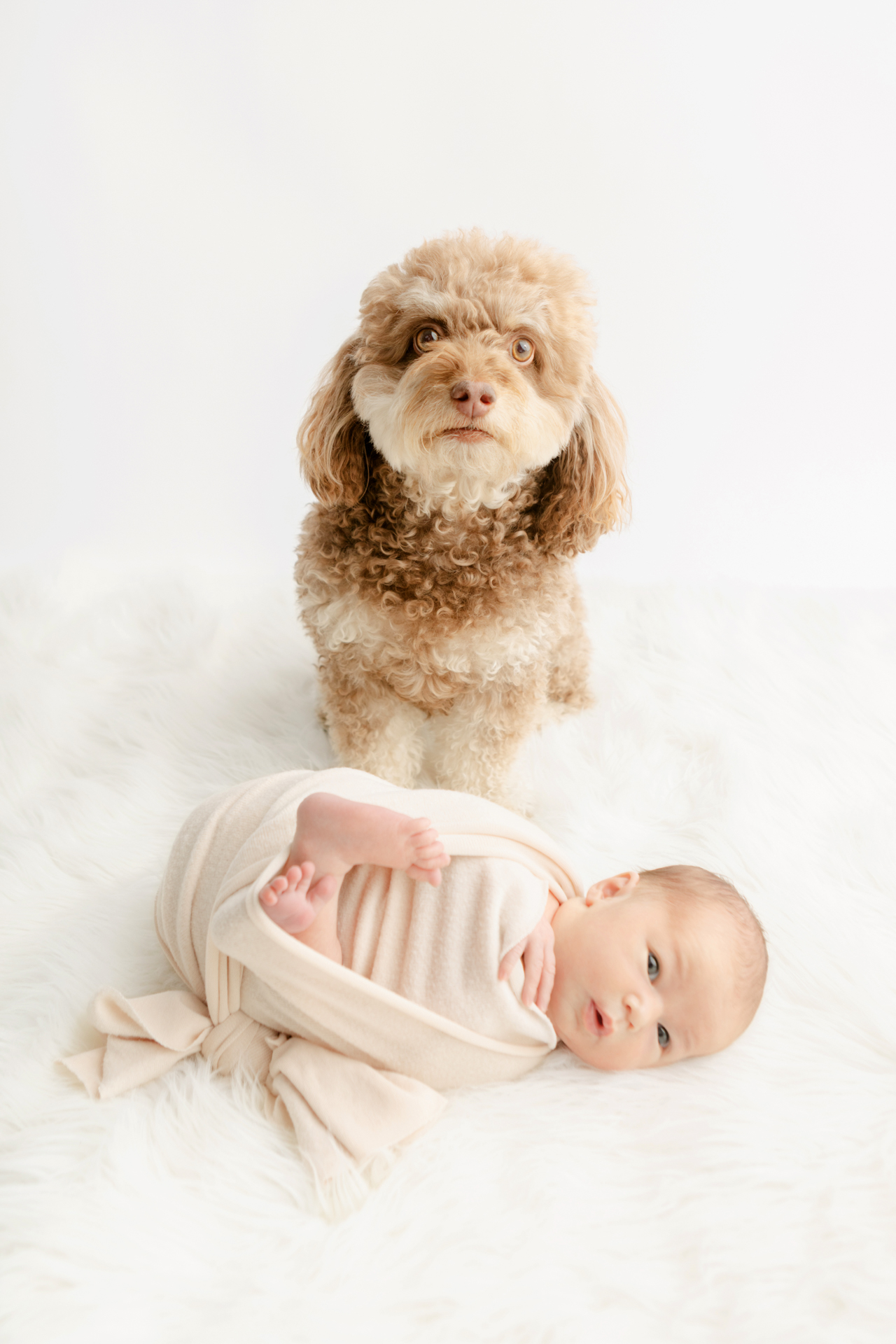 newborn image with small family dog; studio newborn photography with dog